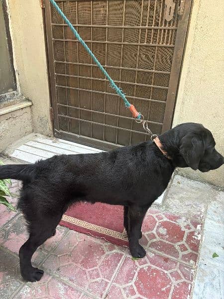 Black labrador retriever female 3