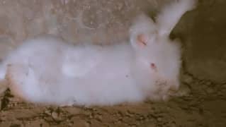 American English Angora Rabbits Pair