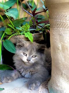 Persian kitten