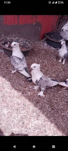 German tie sentient fancy pigeon