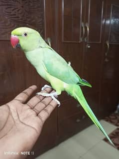 green Ringneck Parrot Mithu hand tame talking