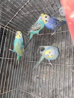 Rainbow Budgies