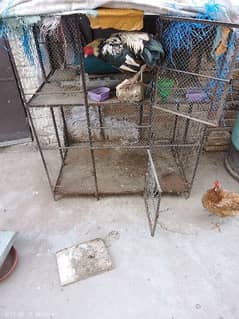 hens parrot pinjra for sale new condition 0