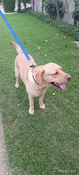 Labrador Female Pedigree 0