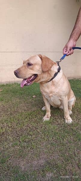 Labrador Female Pedigree 1