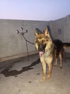 german shapherd female dog for sale price 50000