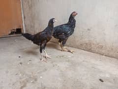 Sindhi aseel murgi ha ar australorp murgi 7 months ke h 0