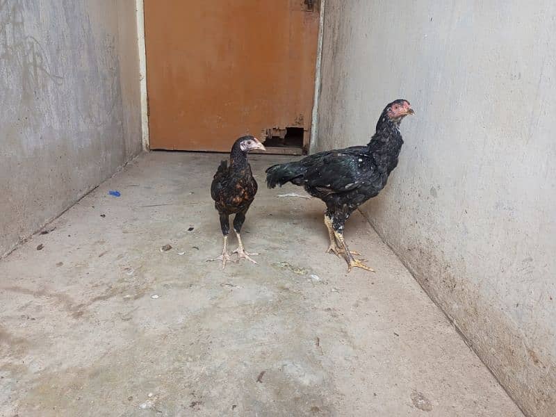 Sindhi aseel murgi ha ar australorp murgi 7 months ke h 1