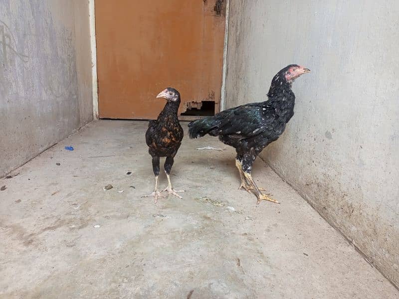 Sindhi aseel murgi ha ar australorp murgi 7 months ke h 2