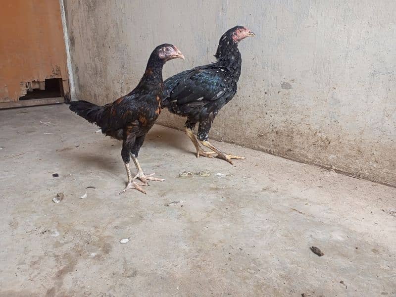 Sindhi aseel murgi ha ar australorp murgi 7 months ke h 3