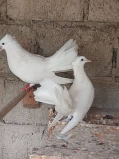 Laqa kabootr (english fantail) pair