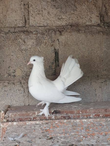 Laqa kabootr (english fantail) pair 1