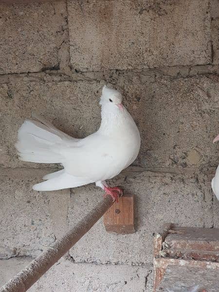 Laqa kabootr (english fantail) pair 2