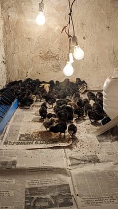 australorp chicks for sale