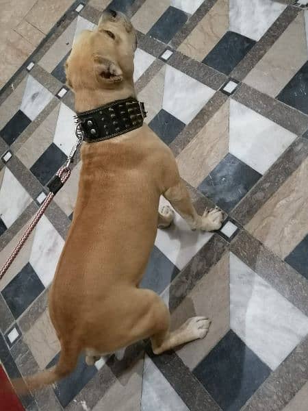 XL American Bully Grown Male Non Ped 1