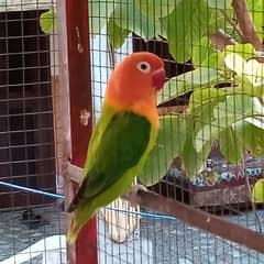 lovebird pair for sale. . .