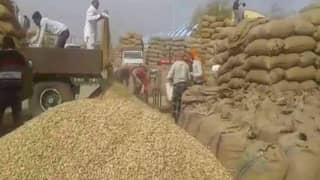 peanut (Mong phali) wholesale price