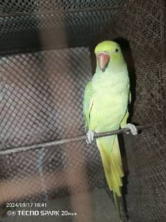 green parrot 0