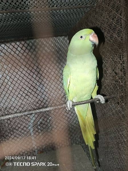 green parrot 1