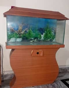 Fish aquarium