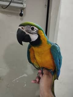 Blue and Gold macaw