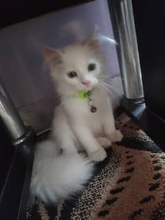 white percian kitten 0