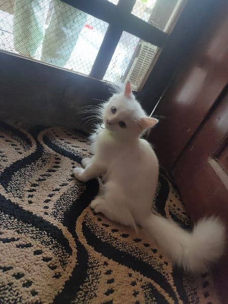 white percian kitten 4