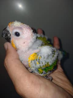 sunconure