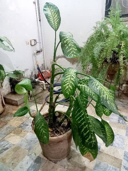 PLANTS FOR SALE 6