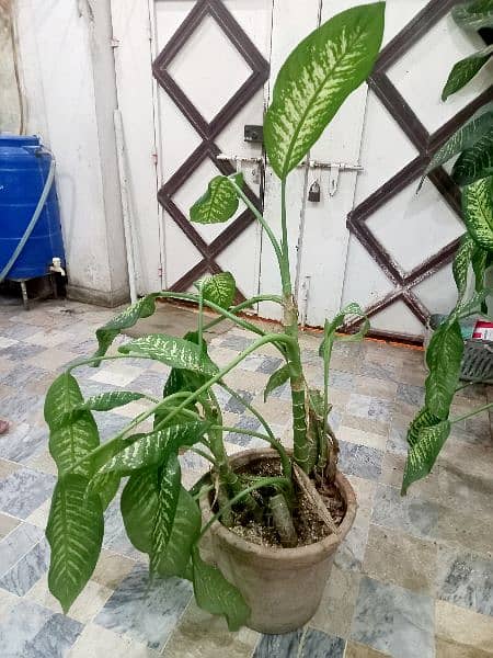 PLANTS FOR SALE 7