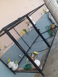 budgies for sale 0