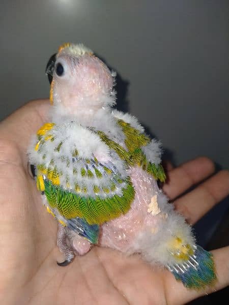 sunconure baby /0315637692 3