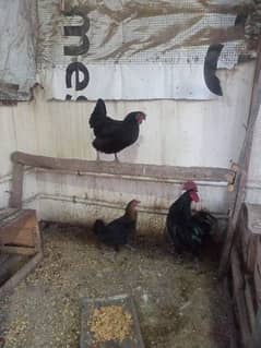 Australorp