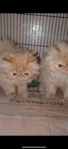 persian kittens- peke- near to peke -female male -ginger kitten 0