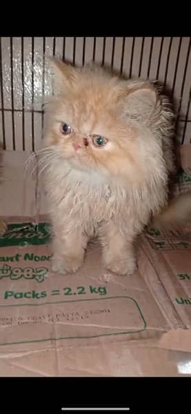 persian kittens- peke- near to peke -female male -ginger kitten 3