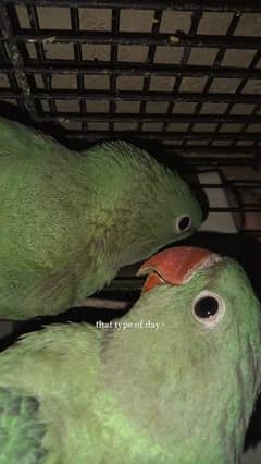 2 female raw parrots