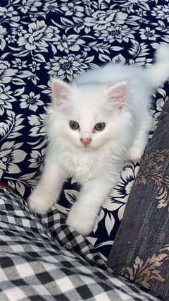 Persian cats/perisan kitten/triple coated/punch face/pekii  face