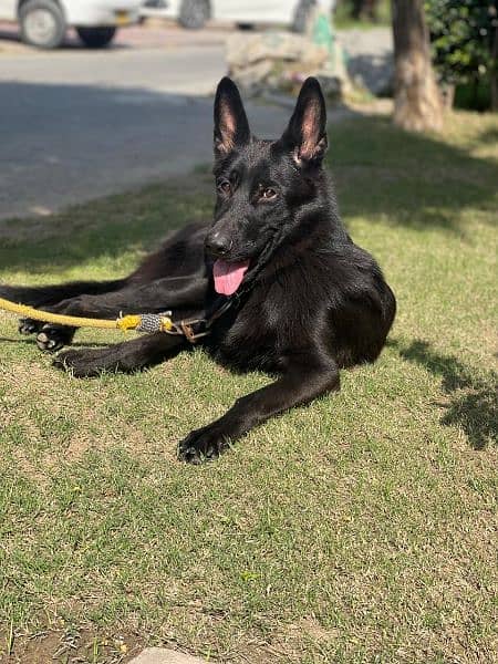 black German shepherd 8