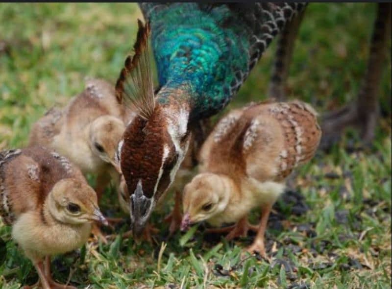 Peacock chicks 0