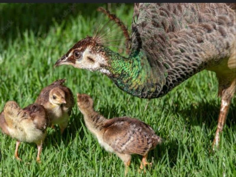 Peacock chicks 1