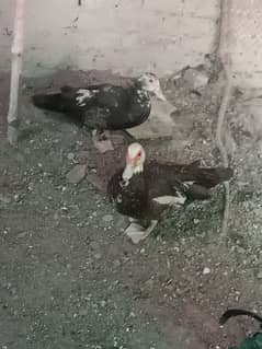 Muscovy Ducks