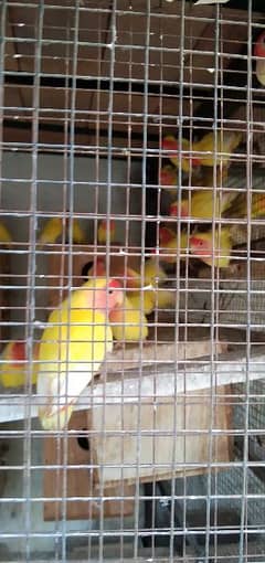 breeder pair for sale. (0307+8283681)