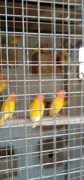 breeder pair for sale. (0307+8283681) 1