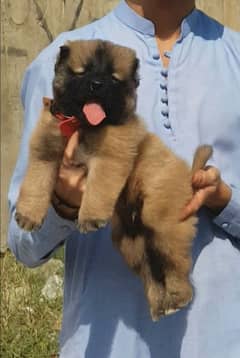 Kurdish Kangal dog pair 2 month for sale (03075389973)