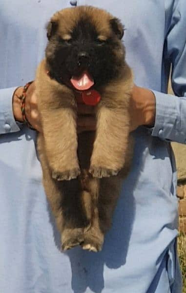 Kurdish Kangal dog pair 2 month for sale (03075389973) 2