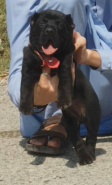 Kurdish Kangal dog pair 2 month for sale (03075389973) 3