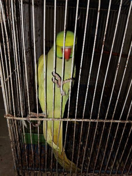 talking parrot 2