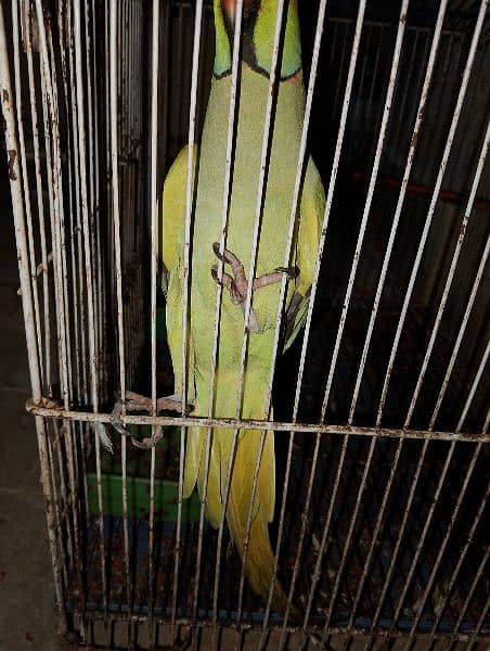 talking parrot 3