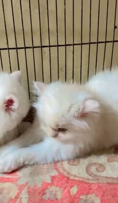 Beautiful Pair Kitten For Sale