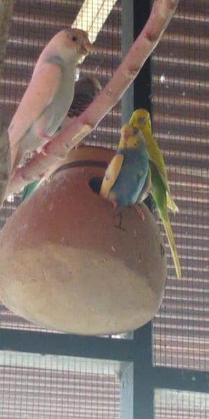 Budgies 2